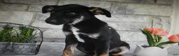 Mixed Breed dogs for sale: Mixed Breed 2 Balla - Ad 4