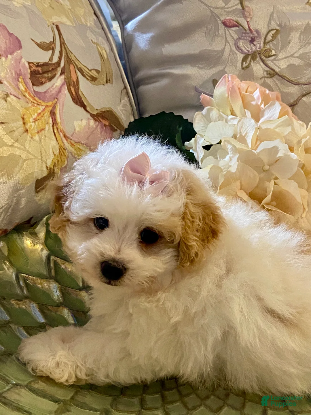 Pomapoo dogs for sale: Pomapoo 3 - Ad 2