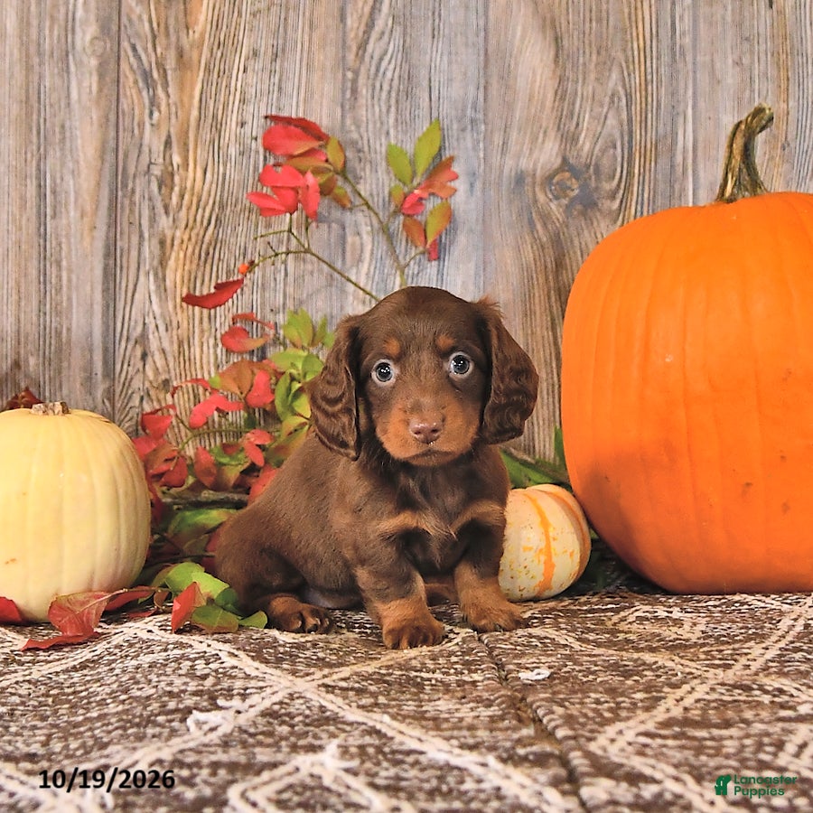 Dachshund dogs Twila - Ad 1
