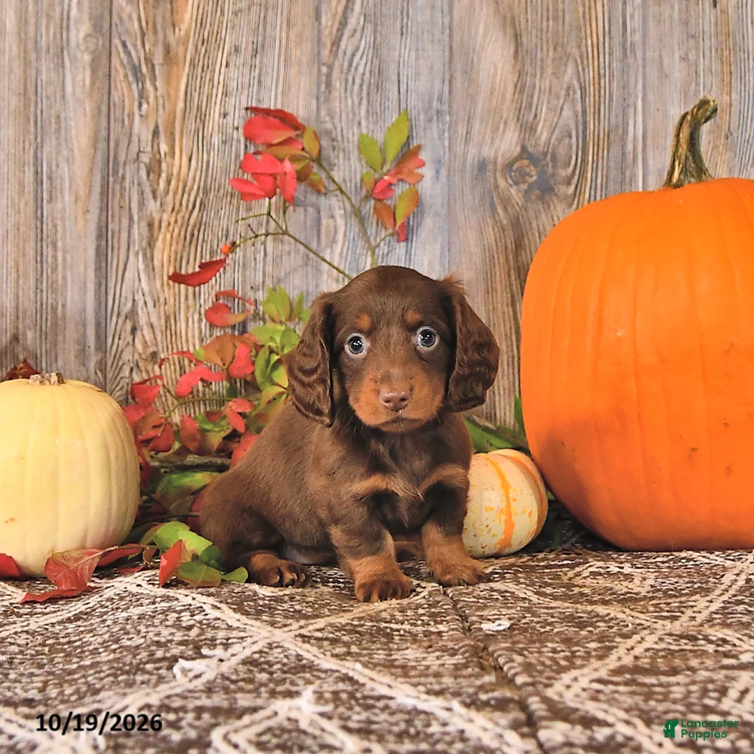 Dachshund dogs for sale: Twila - Ad 1