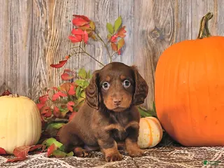 Dachshund dogs Twila - Ad 1