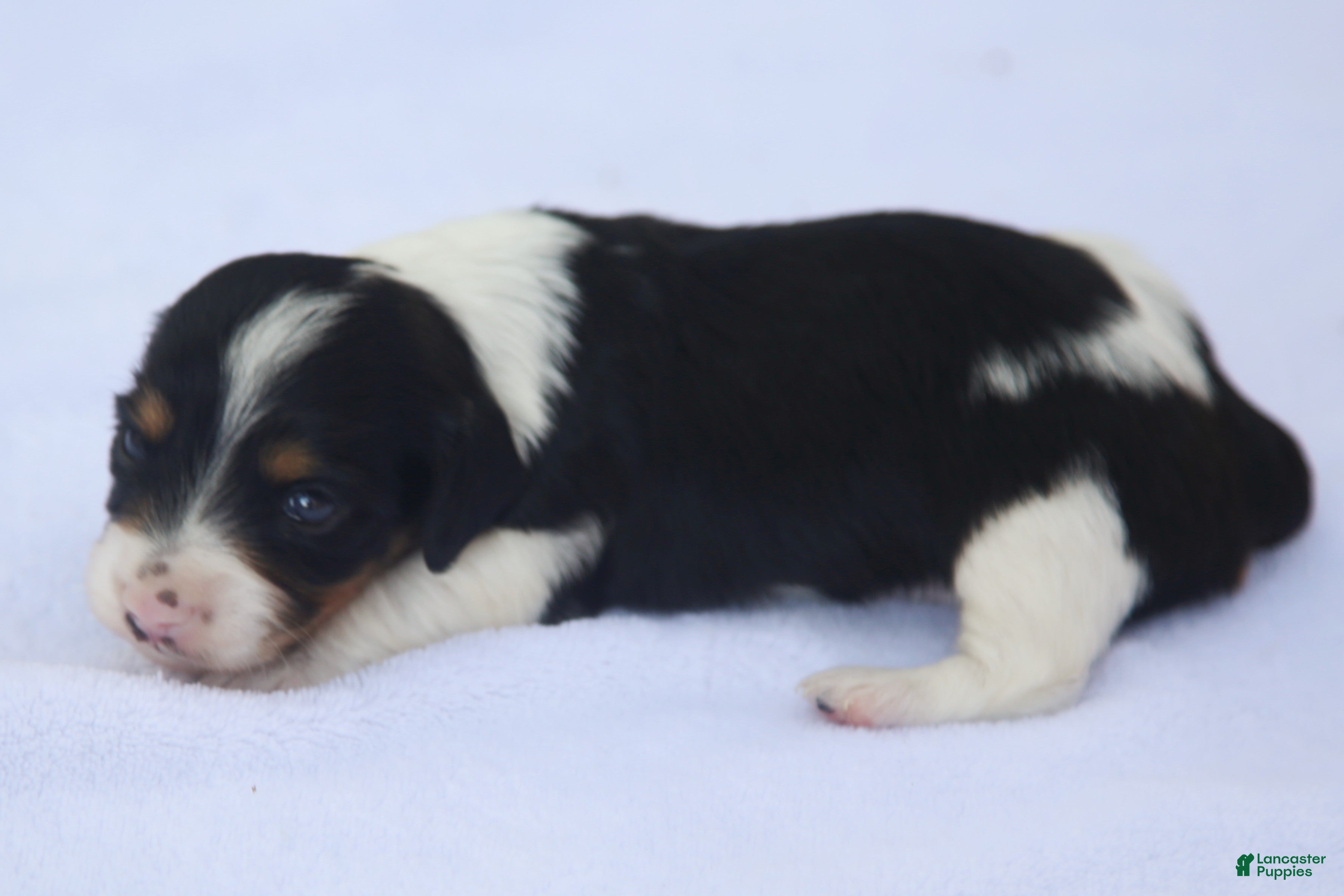 Dachshund dogs Black and Tan Piebald Female  - Ad 2