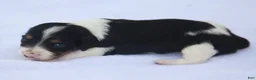 Dachshund dogs for sale: Black and Tan Piebald Female  - Ad 2