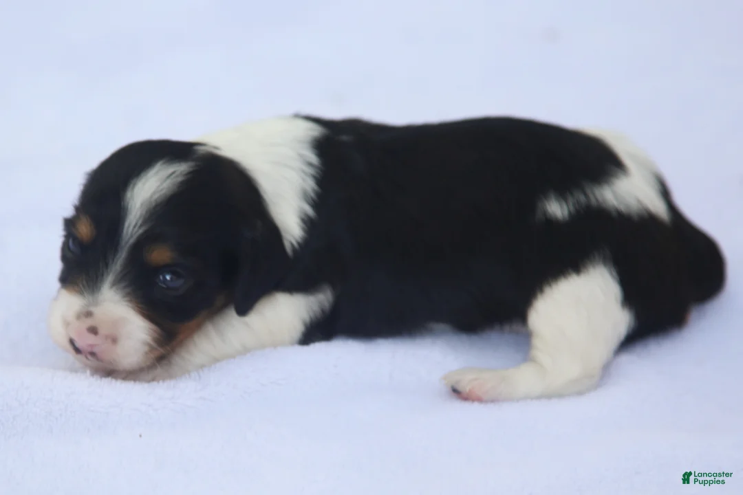 Dachshund dogs for sale: Black and Tan Piebald Female  - Ad 2