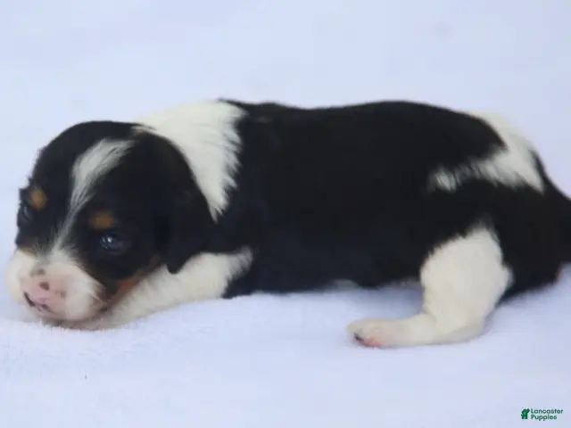 Dachshund dogs for sale: Black and Tan Piebald Female - Ad 2