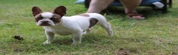 French Bulldog dogs for sale: Bentley / boy - Ad 4