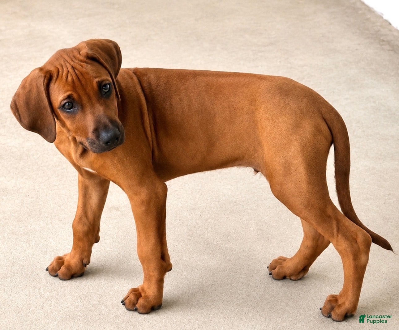 Rhodesian Ridgeback dogs for sale: Rhodesian Ridgeback Puppy 3 - Ad 3