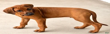 Rhodesian Ridgeback Puppy 3