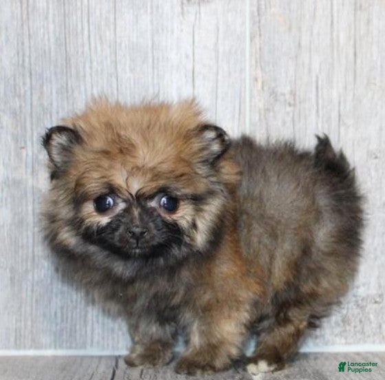Pomeranian dogs Pomeranian Puppy 1 - Ad 13