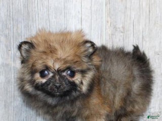 Pomeranian dogs Pomeranian Puppy 1 - Ad 13