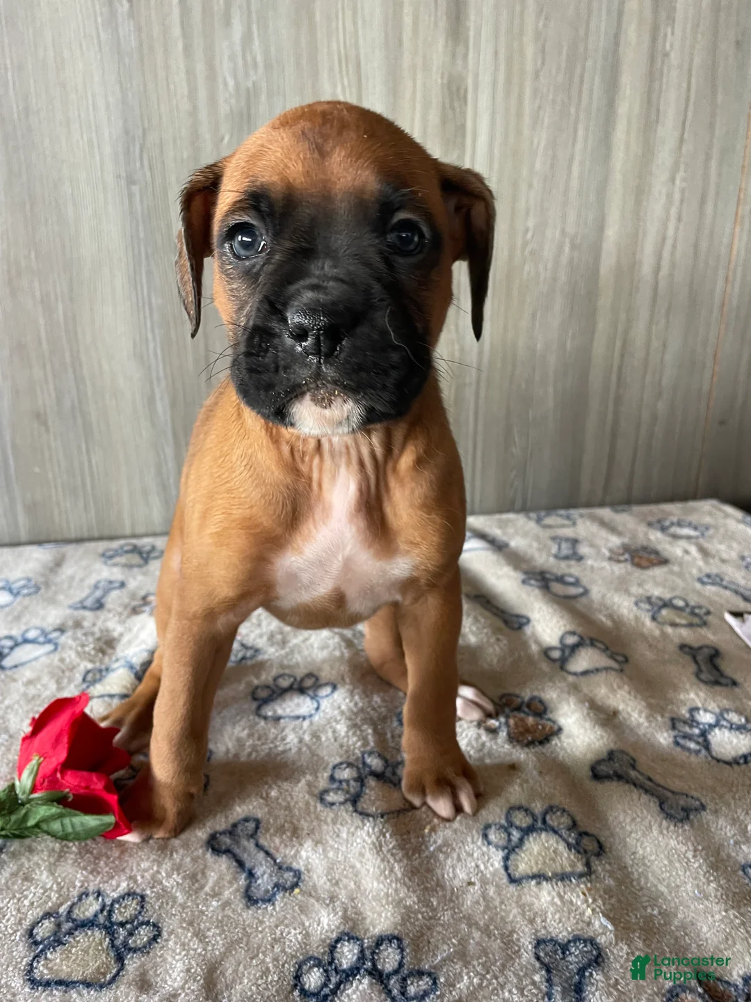 Boxer dogs for sale: Brandy - Ad 4