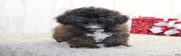 Shihpoo dogs for sale: Beanie - Ad 3