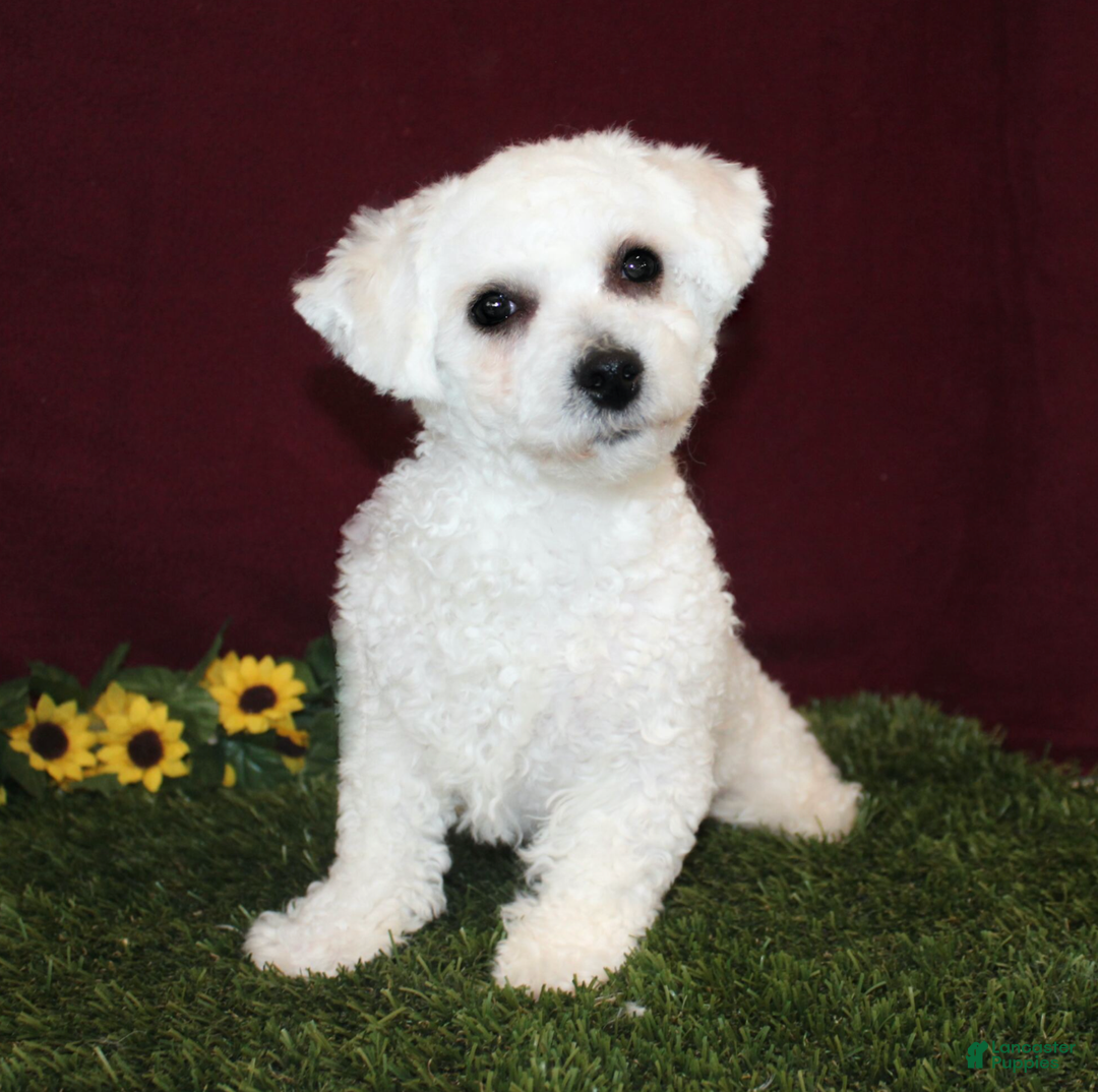 Teddy Bear dogs for sale: Xara - Ad 5