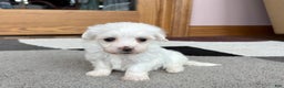 Coton De Tulear dogs for sale: Tj - Ad 13
