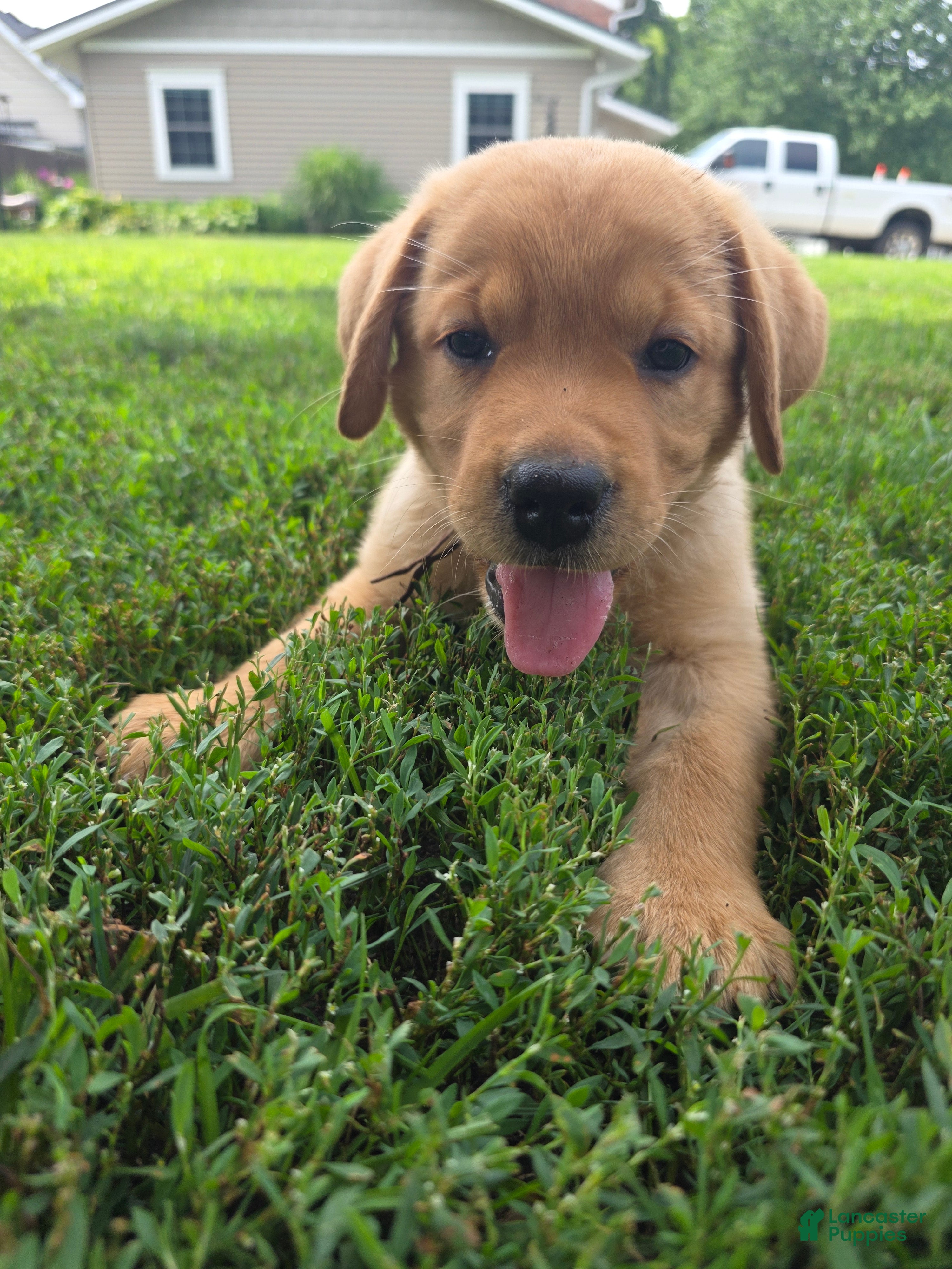 Labrador Retriever dogs Harlen 🤎 Fox Red English Lab  - Ad 2