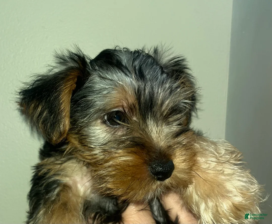 Yorkshire Terrier dogs for sale: Junior - Ad 1