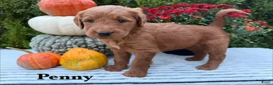 PENNY 