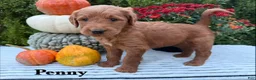Goldendoodle dogs for sale: PENNY  - Ad 1