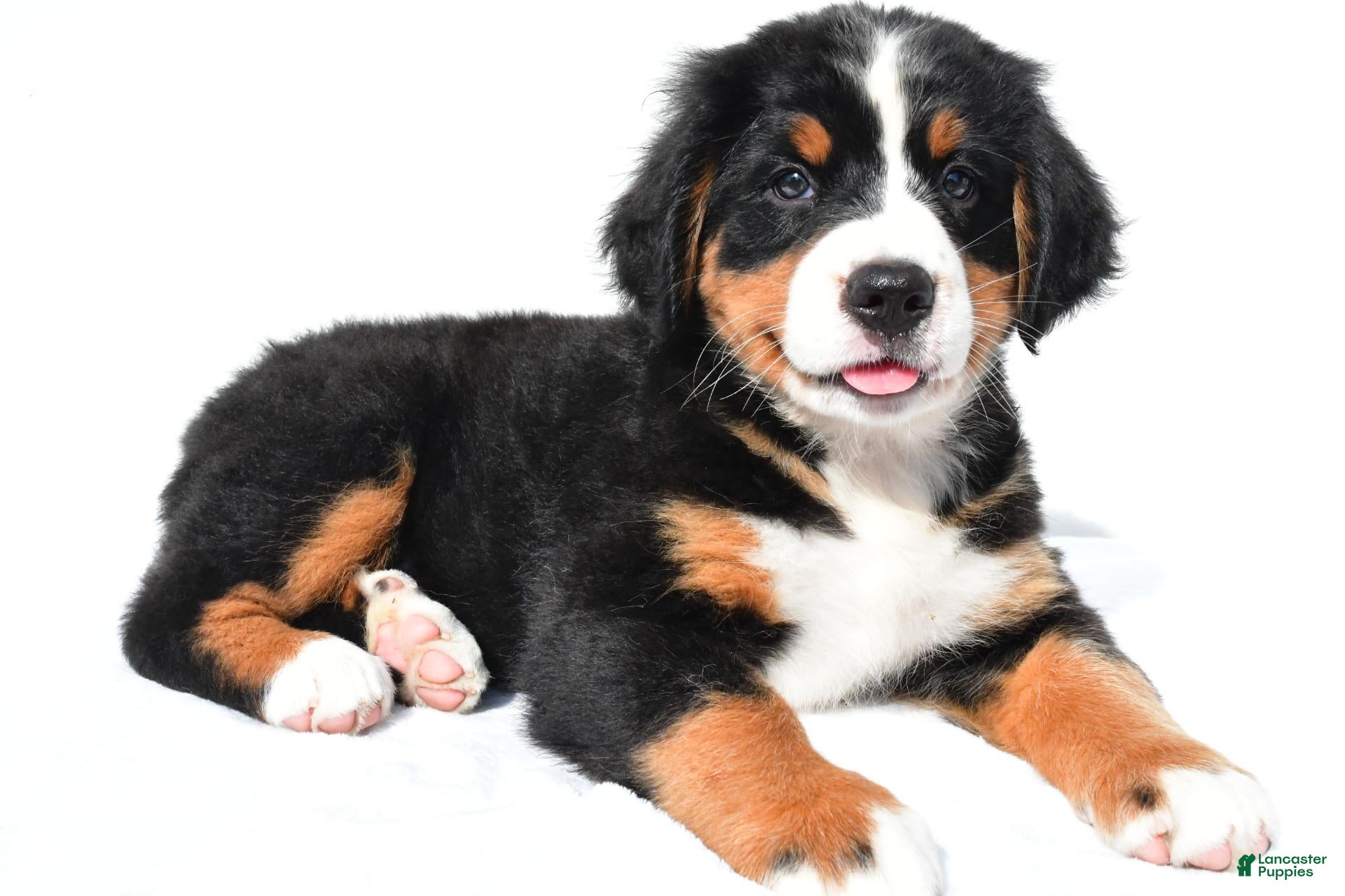Bernese Mountain Dog dogs Princess - Ad 2