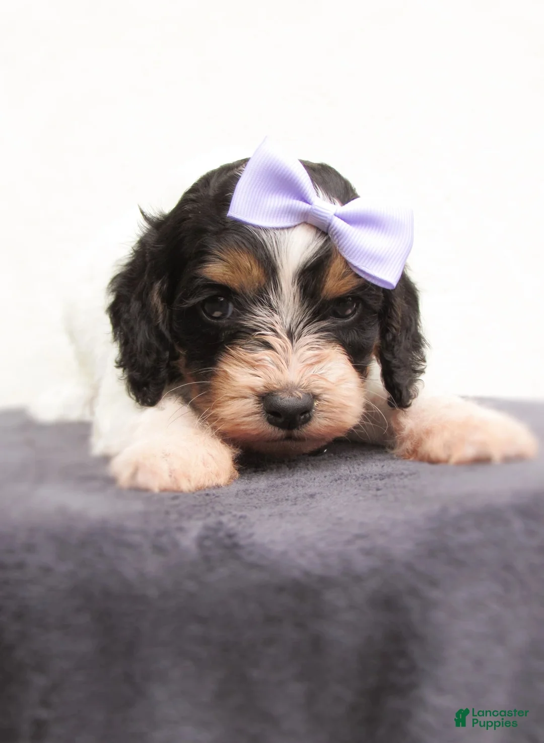 Cockapoo dogs for sale: Sadie-Female - Ad 3
