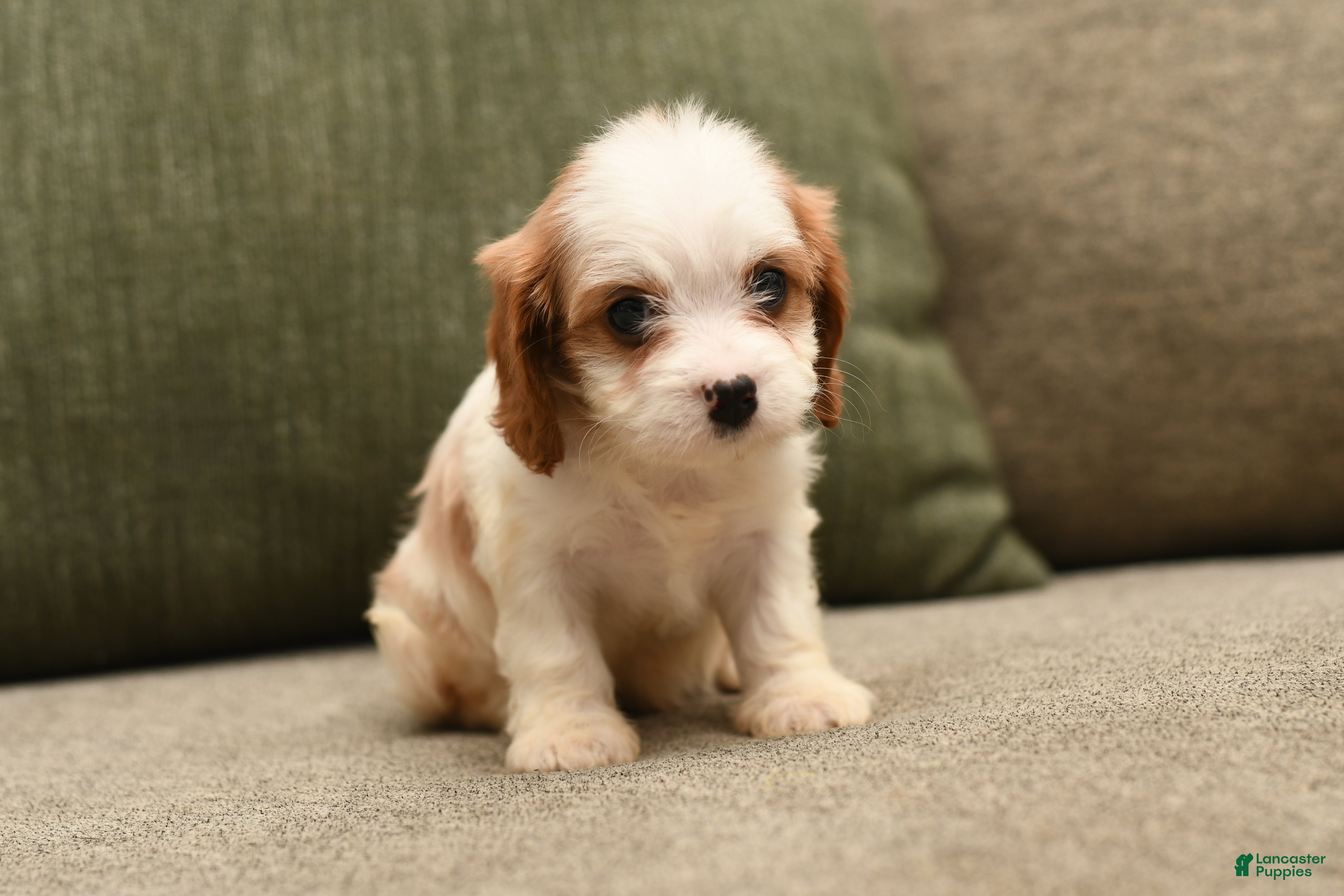 Cavapoo dogs Addie  - Ad 2