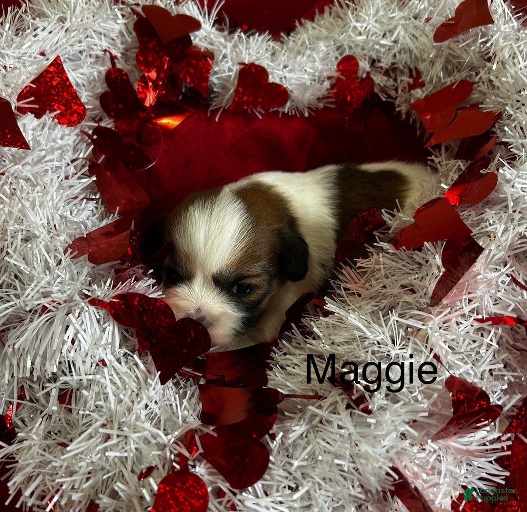 Lhasa Apso dogs for sale: Lhasa Apso Puppy 4 - Ad 3