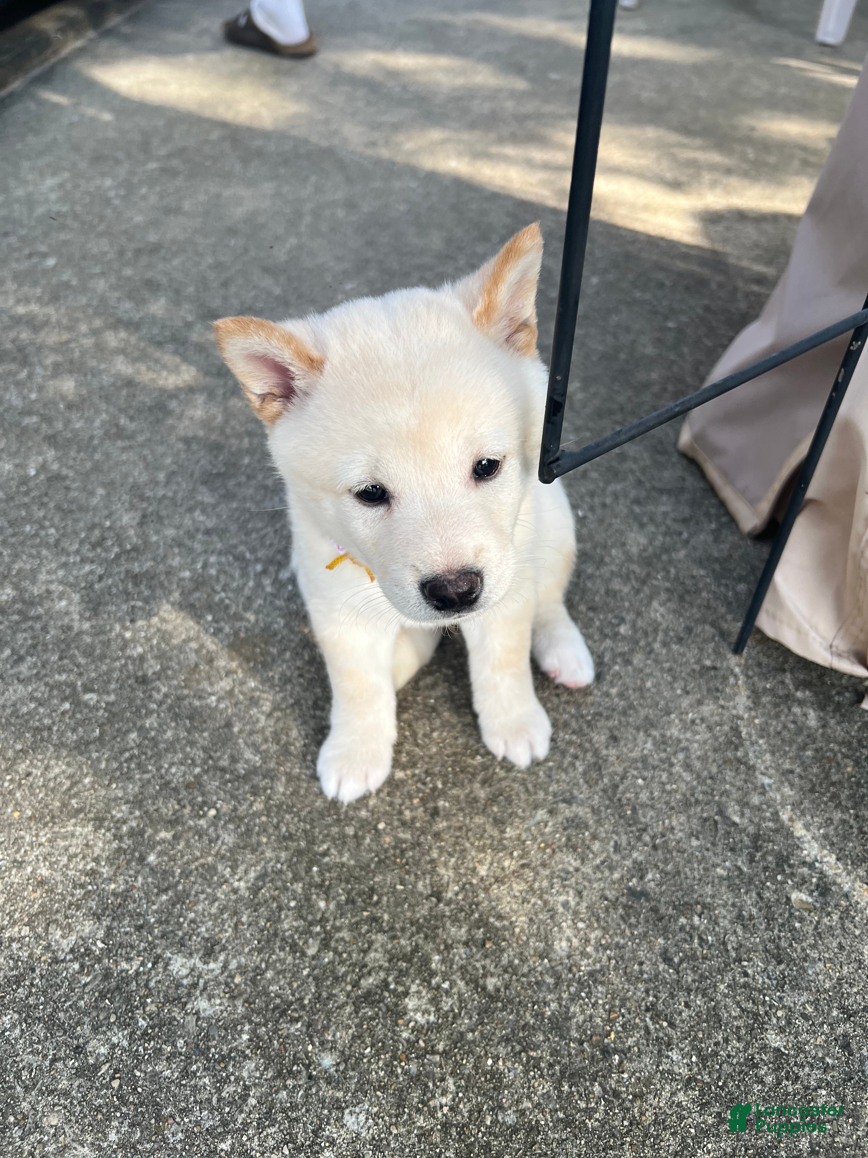 Shiba Inu dogs Mila - Ad 28