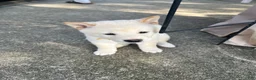 Shiba Inu dogs for sale: Mila - Ad 1