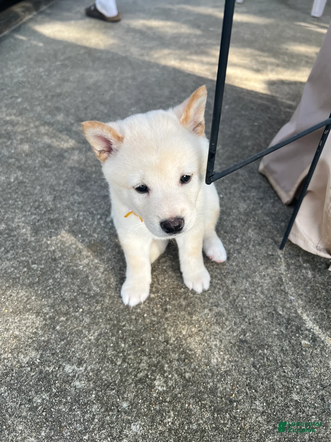 Shiba Inu dogs for sale: Mila - Ad 1