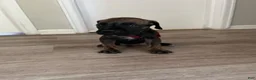 Cane Corso dogs for sale: Cane Corso 6 - Ad 4