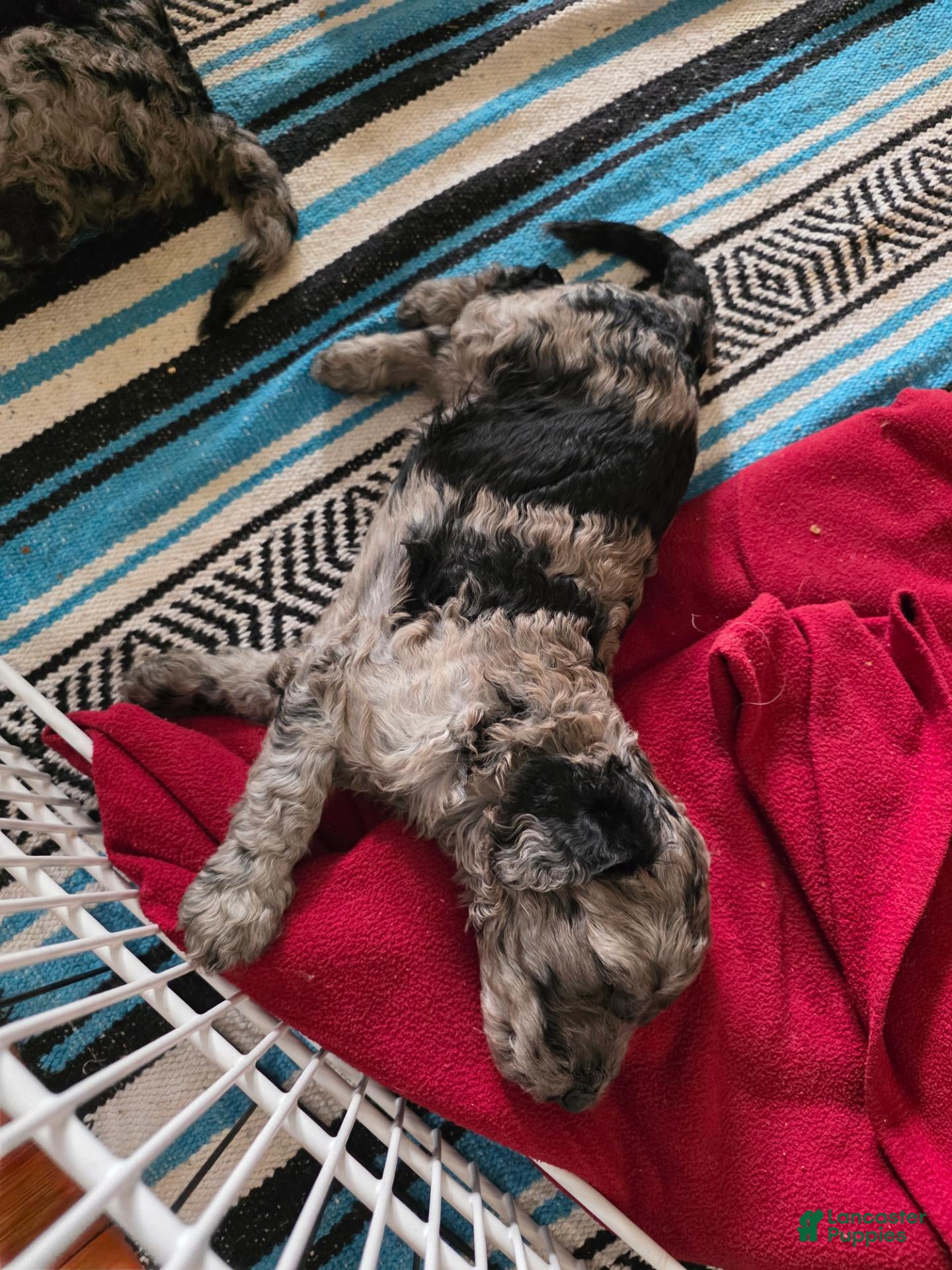 Standard Poodle dogs for sale: Black Tail - Ad 2