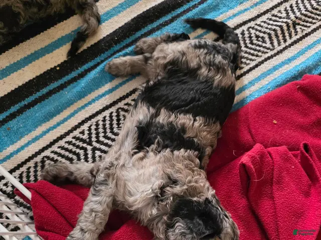Standard Poodle dogs for sale: Black Tail - Ad 2