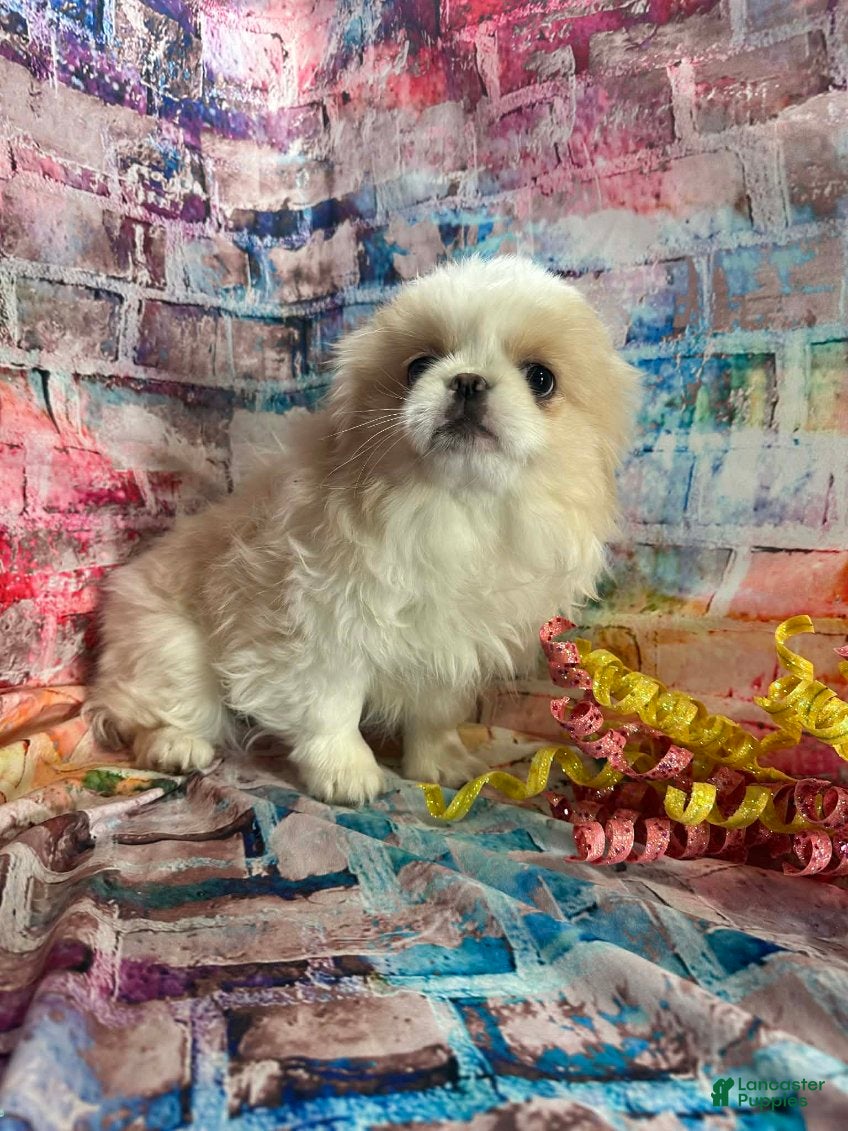 Pekingese dogs Pekingese Girl 1 - Ad 5
