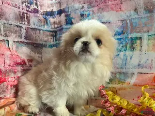 Pekingese dogs Pekingese Girl 1 - Ad 5