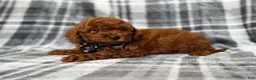 Mini Goldendoodle dogs for sale: Snickers - Ad 7