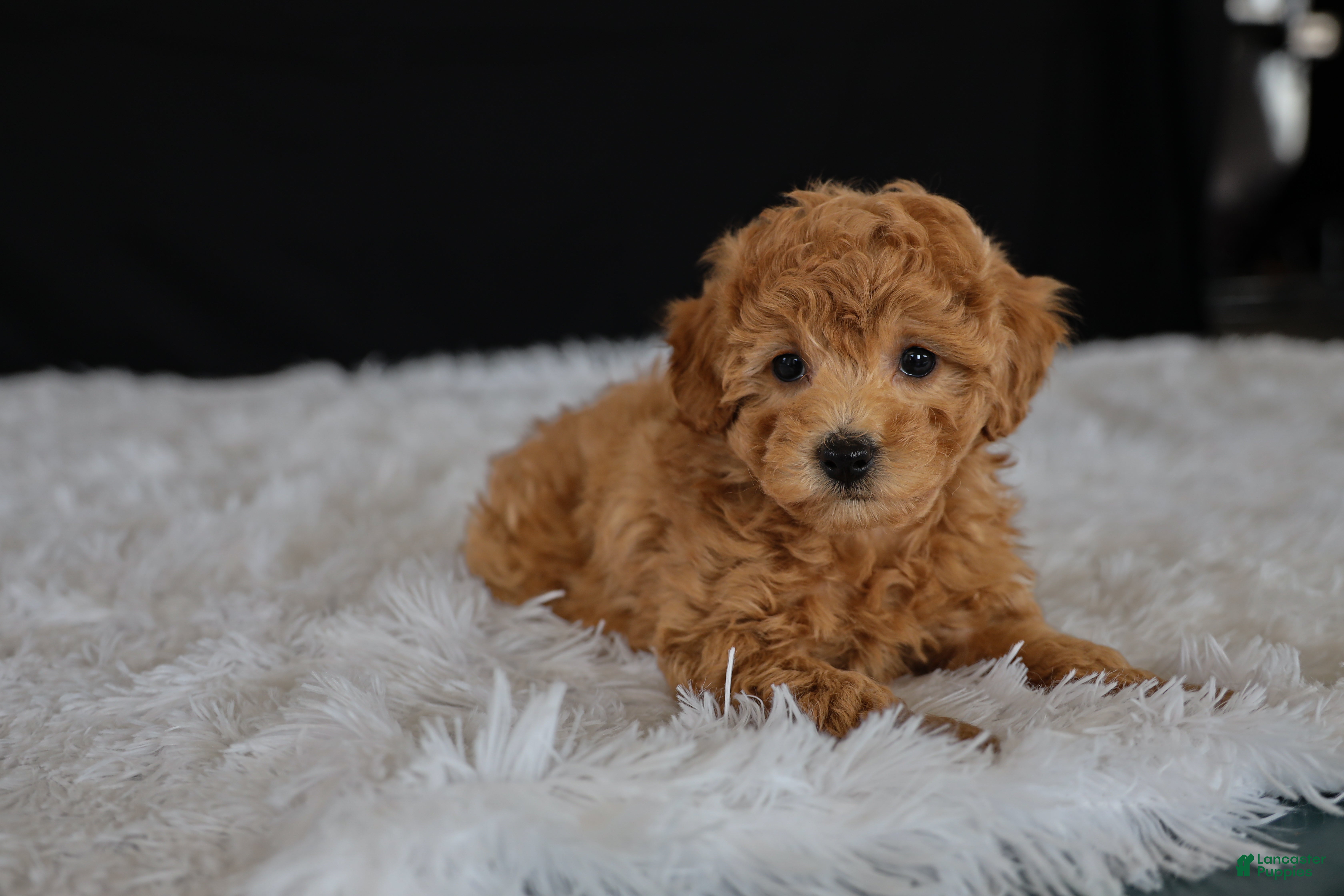 Toy Poodle dogs Cocoa - Ad 2