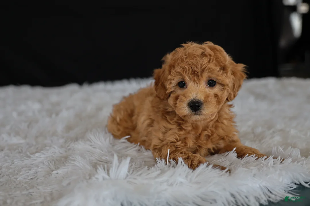 Toy Poodle dogs for sale: Cocoa - Ad 2