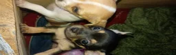 Chihuahua dogs for sale: Chihuahua 1 - Ad 4