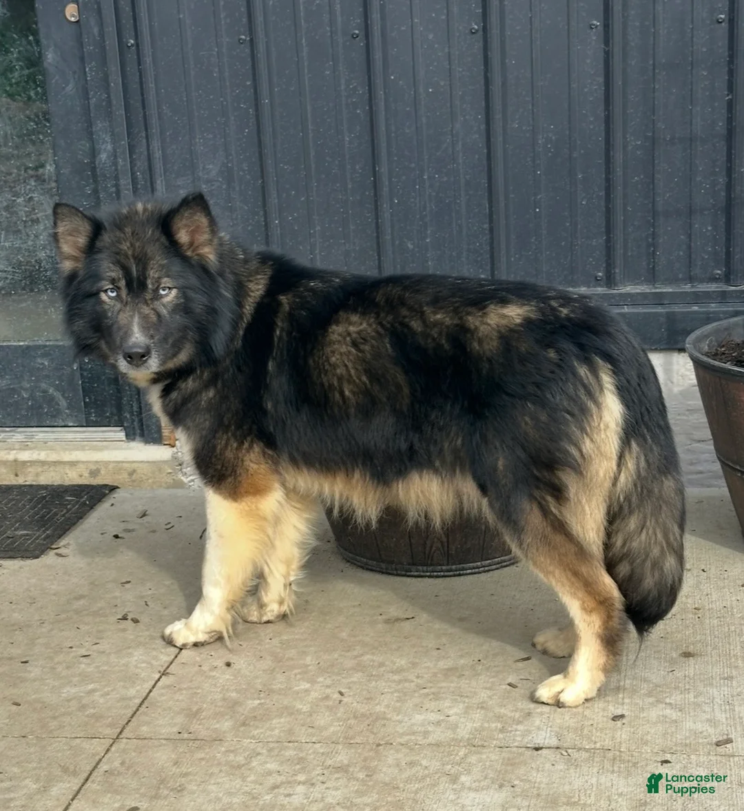 Alaskan Husky dogs for sale: Alaskan Husky 1 - Ad 6