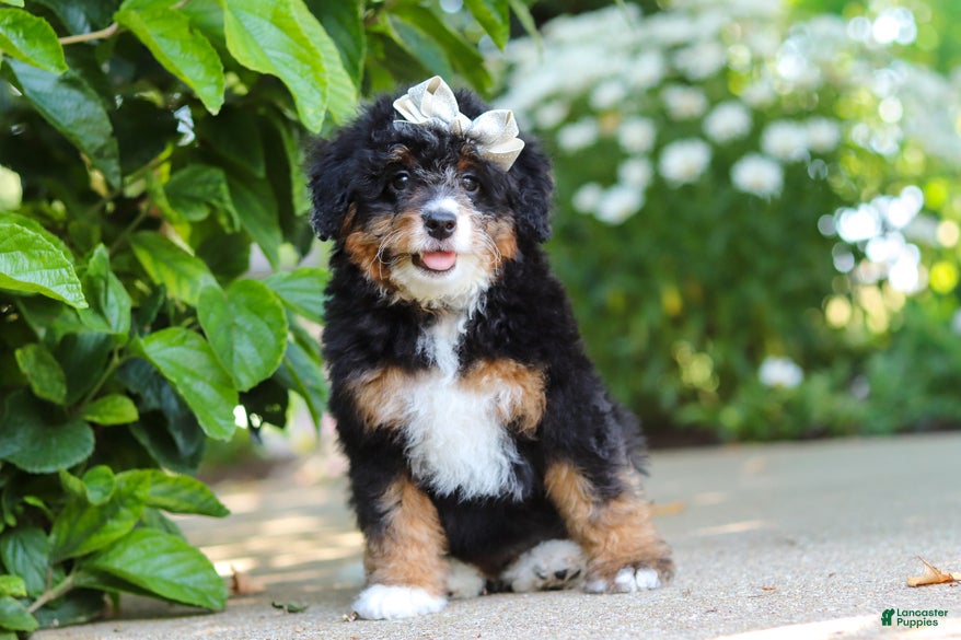 Mini Bernedoodle dogs Ellie - Ad 2