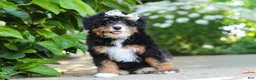 Mini Bernedoodle dogs for sale: Ellie - Ad 2