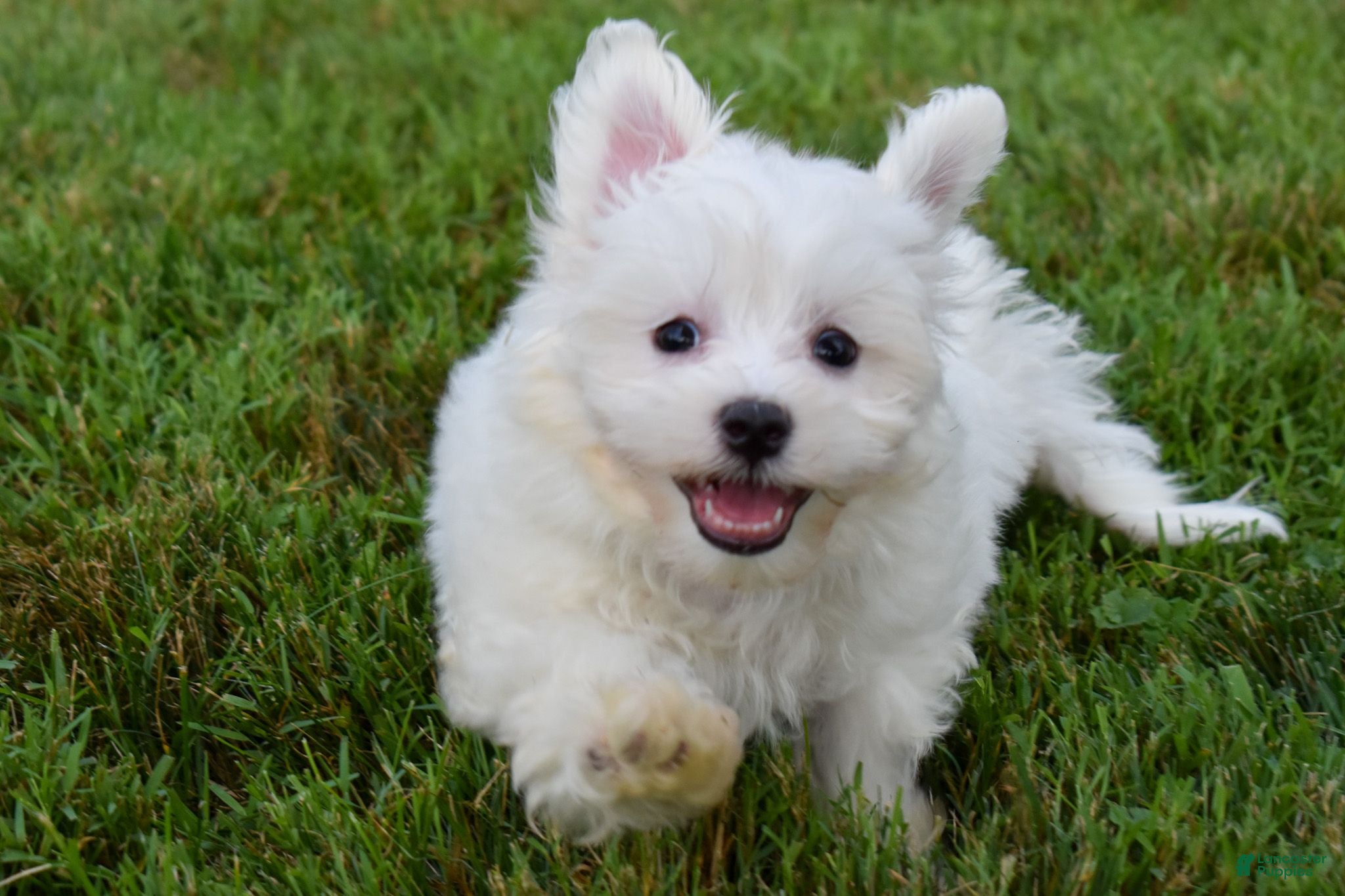 Maltese dogs Ryan 🩵 - Ad 2