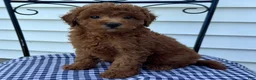 Miniature Poodle dogs for sale: Theo - Ad 4