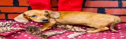 Miniature Dachshund dogs for sale: Vera - Ad 8