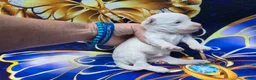 Maltipoo dogs for sale: Lynx  - Ad 2