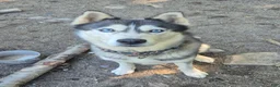 Siberian Husky dogs for stud: Keanu - Ad 3