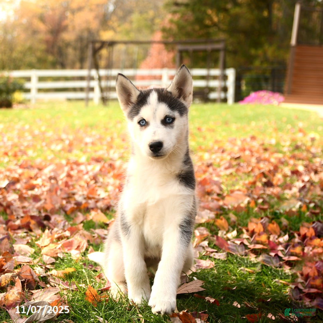 Siberian Husky dogs for sale: Bonnie - Ad 2