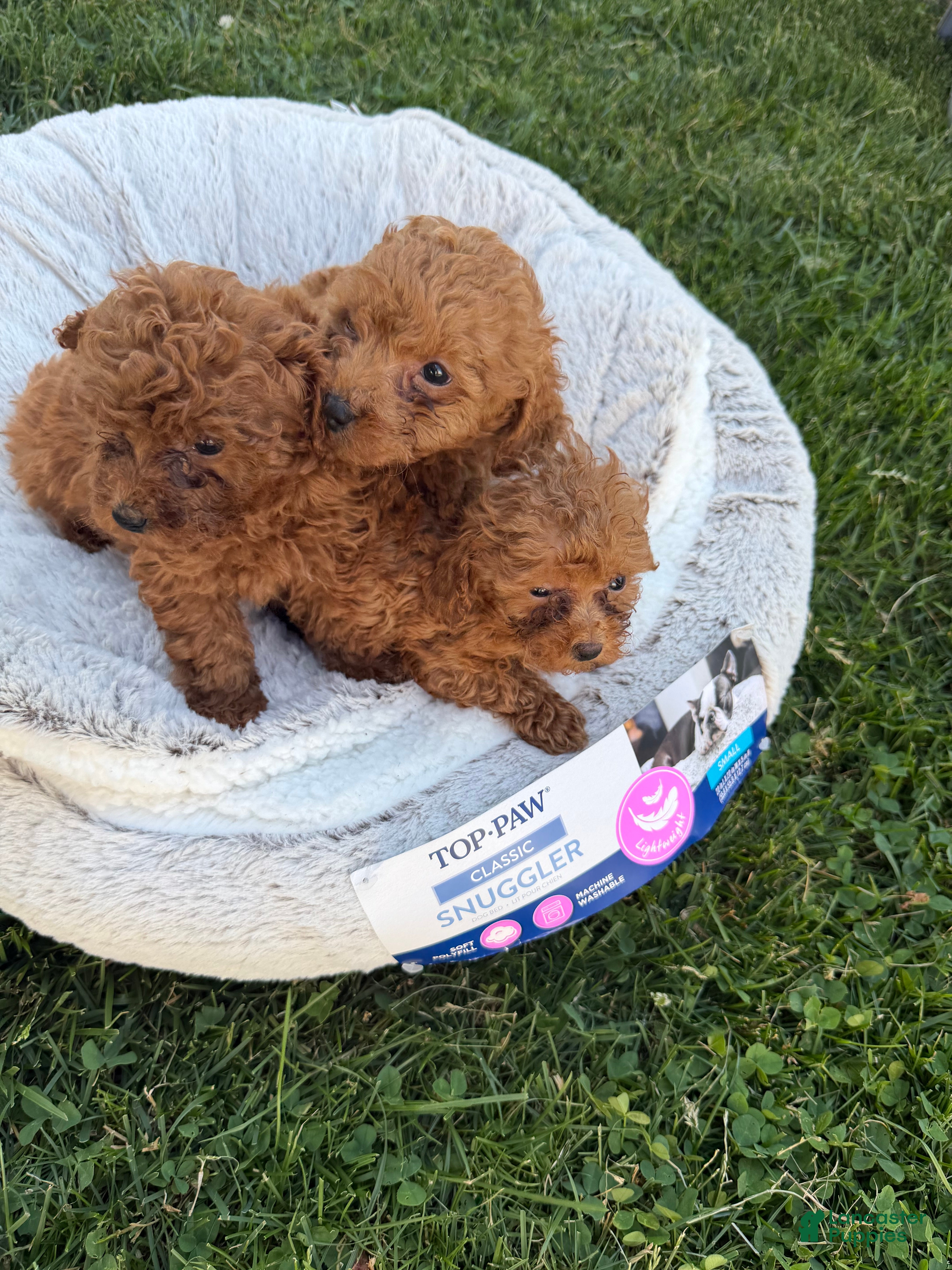 Toy Poodle dogs for sale: Toy Poodle 1 - Ad 4