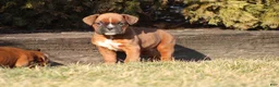 Boxer dogs for sale: Rodger - Ad 4