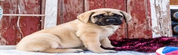 English Mastiff dogs for sale: Zack - Ad 13